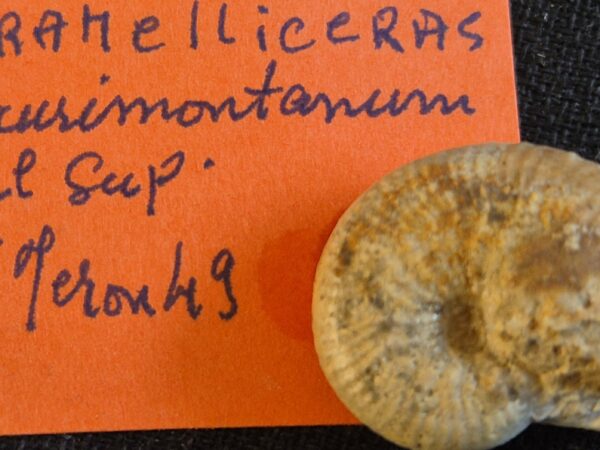 Taramelliceras taurimontanum