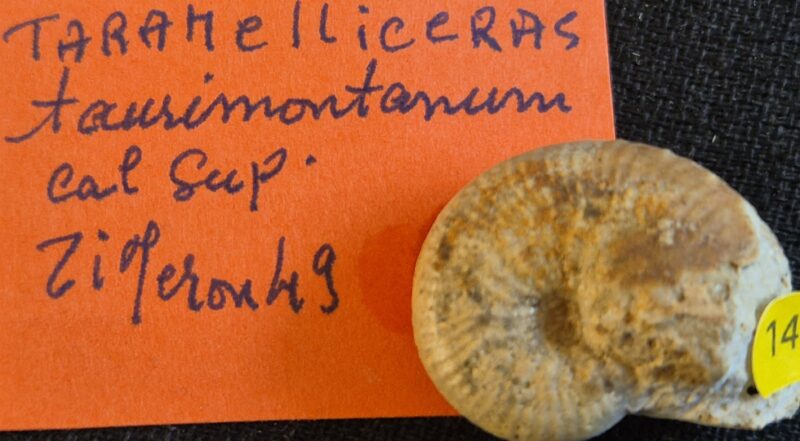 Taramelliceras taurimontanum