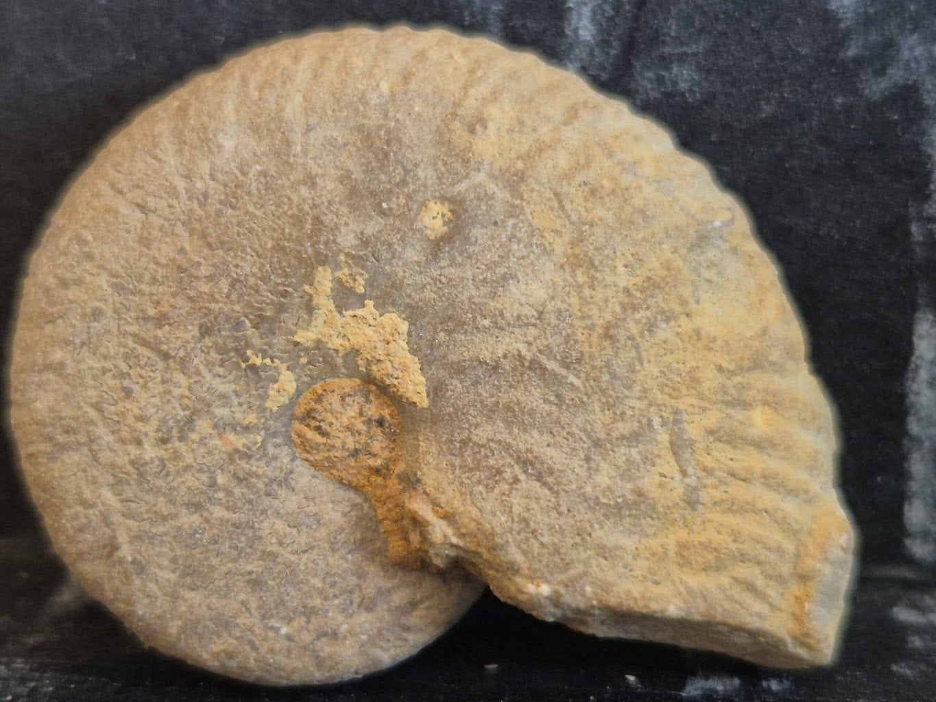 Taramelliceras dentrostriatum