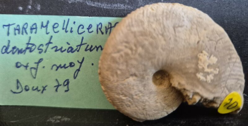 Taramelliceras dentrostriatum