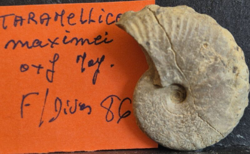 Taramelliceras maximei