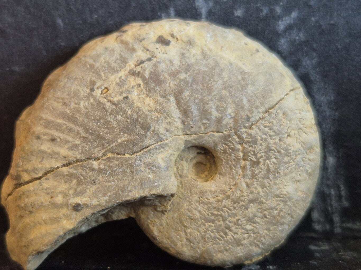 Taramelliceras maximei