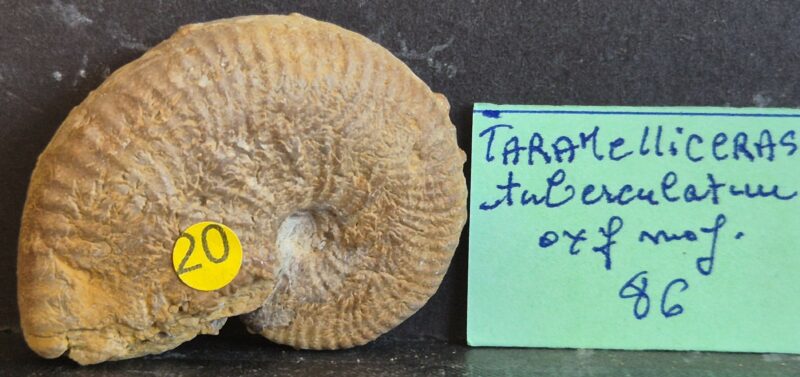 Taramelliceras tuberculatum