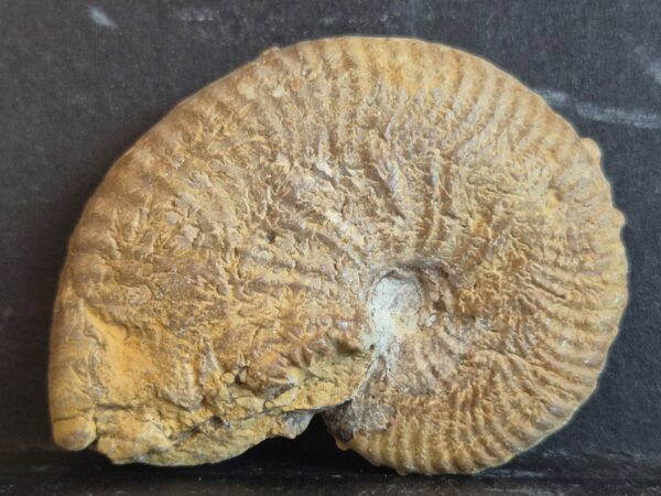 Taramelliceras tuberculatum1