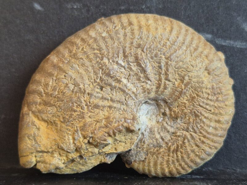 Taramelliceras tuberculatum1
