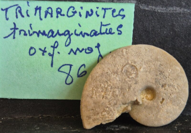Trimarginites trimarginatus