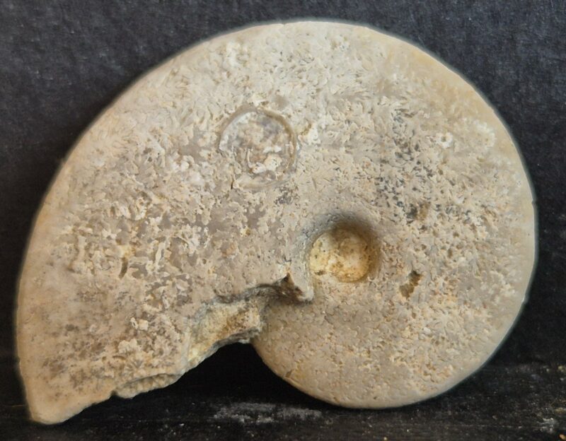 Trimarginites trimarginatus