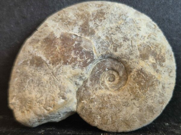 Trimarginites arolicum