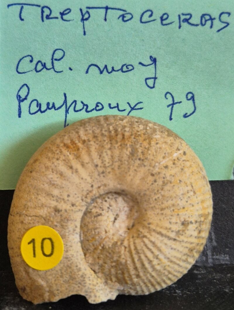 Treptoceras
