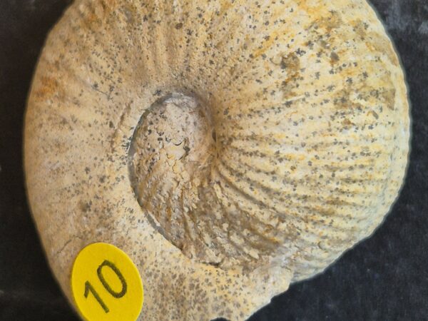 Treptoceras