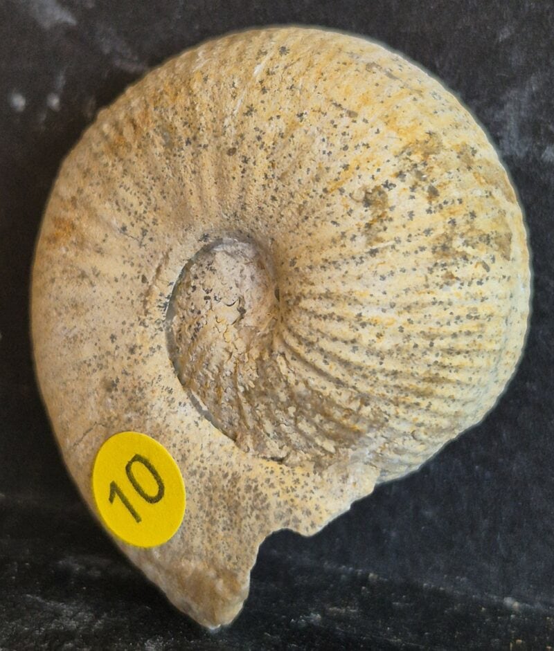 Treptoceras