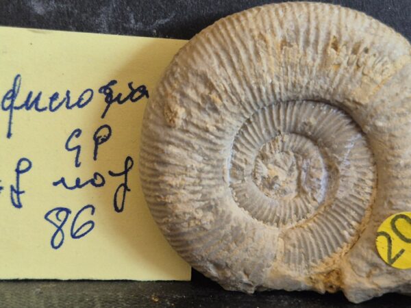Sequerotia