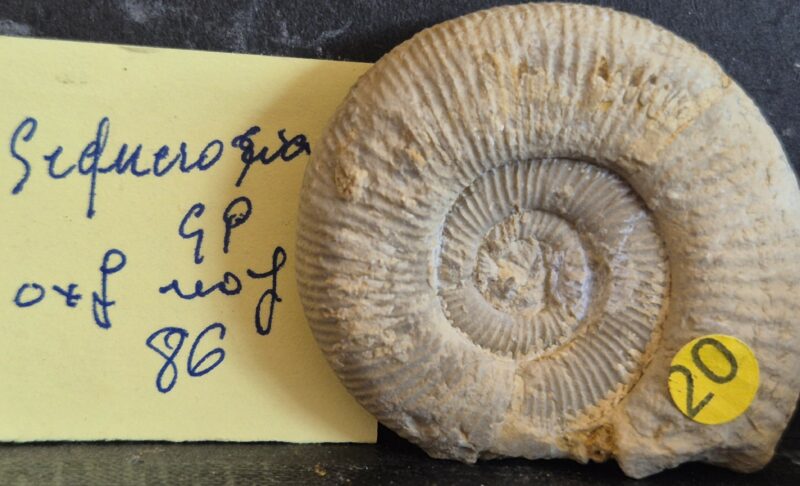 Sequerotia