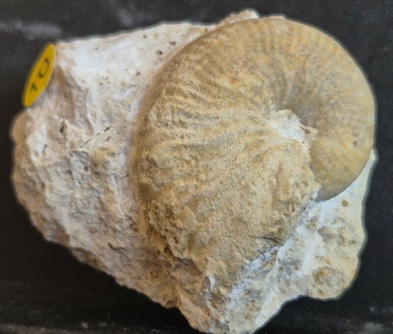 Taramelliceras taurimontanum1