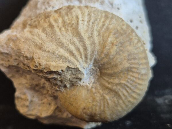 Taramelliceras taurimontanum1