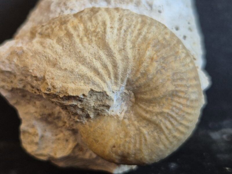 Taramelliceras taurimontanum1