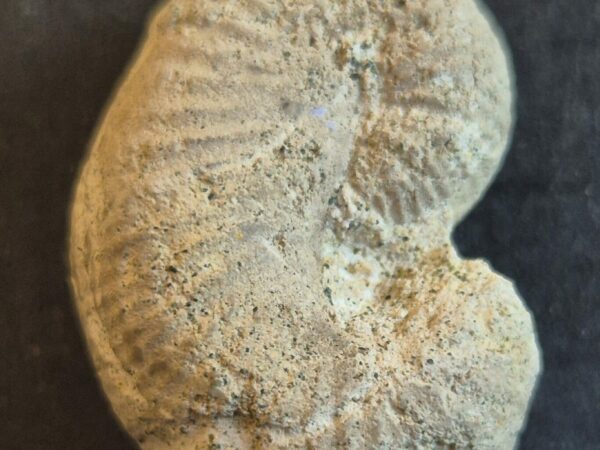 Scaphites aequalis