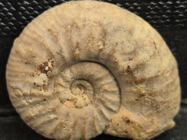 Mirasphinctes mirus