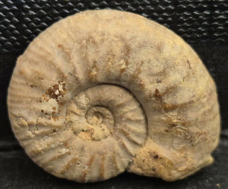 Mirasphinctes mirus