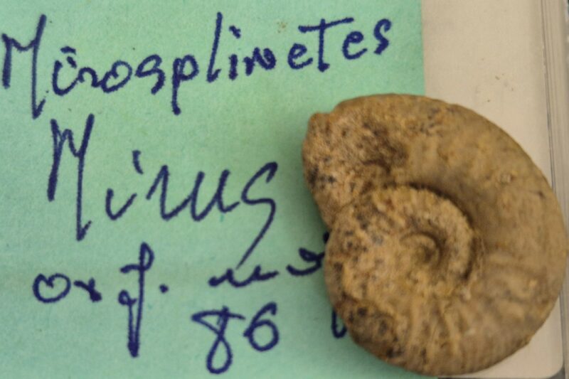 Mirasphinctes mirus