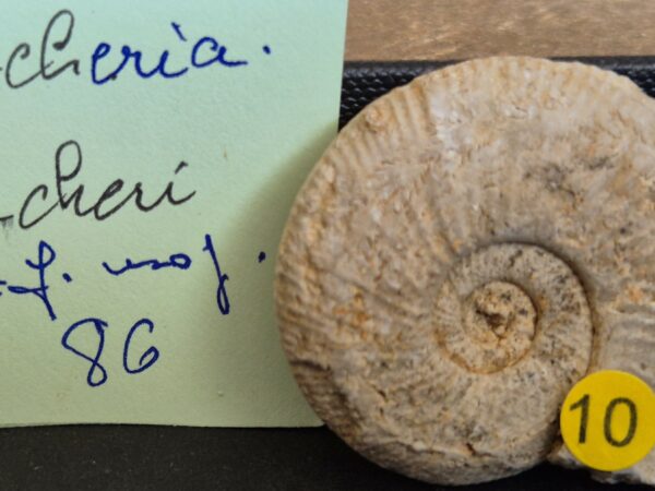 Larcheria larcheri