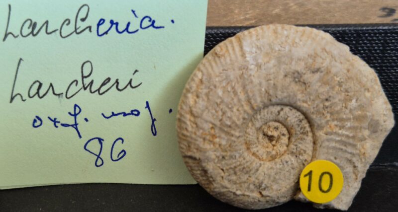 Larcheria larcheri