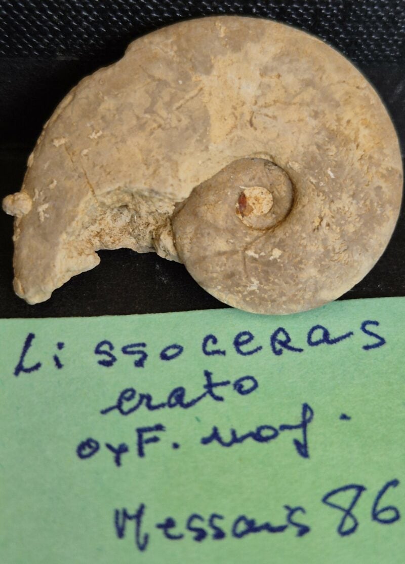 Lissoceras