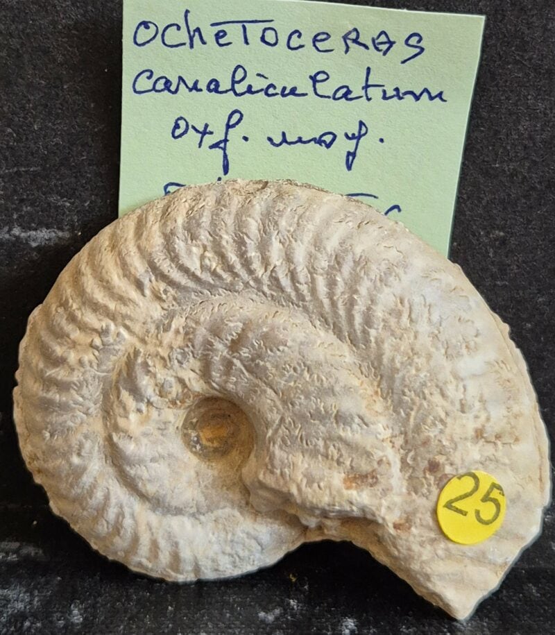Ochetoceras canaliculatum