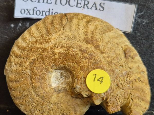 Ochetoceras sp