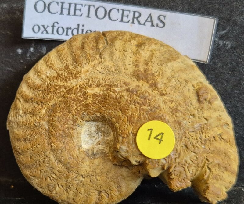 Ochetoceras sp