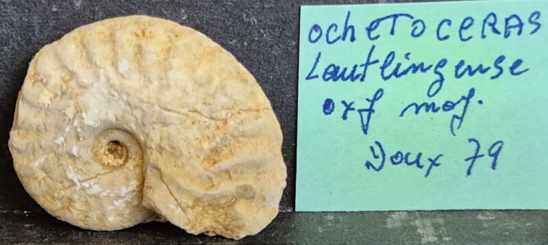 Ochetoceras lautligense