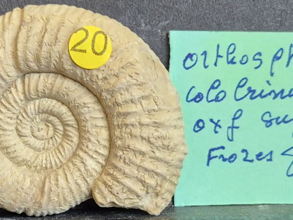 Orthosphinctes lolobrinus