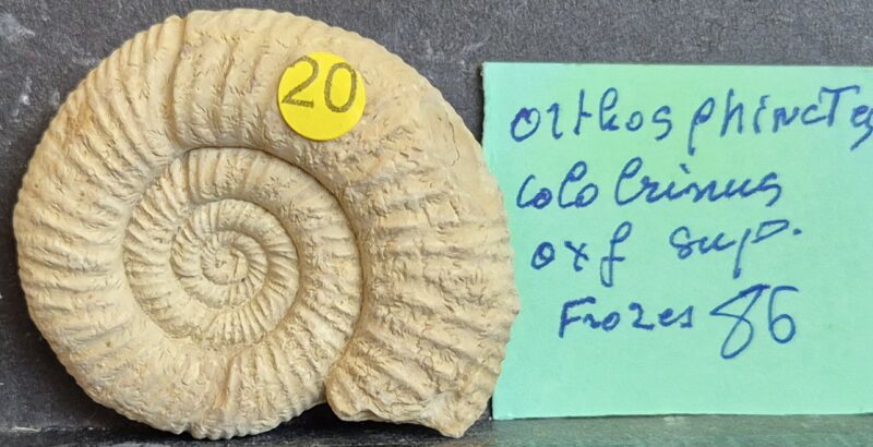 Orthosphinctes lolobrinus