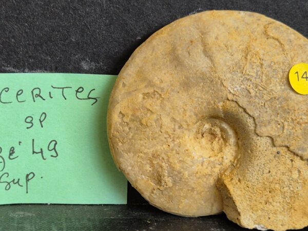Oxycerites