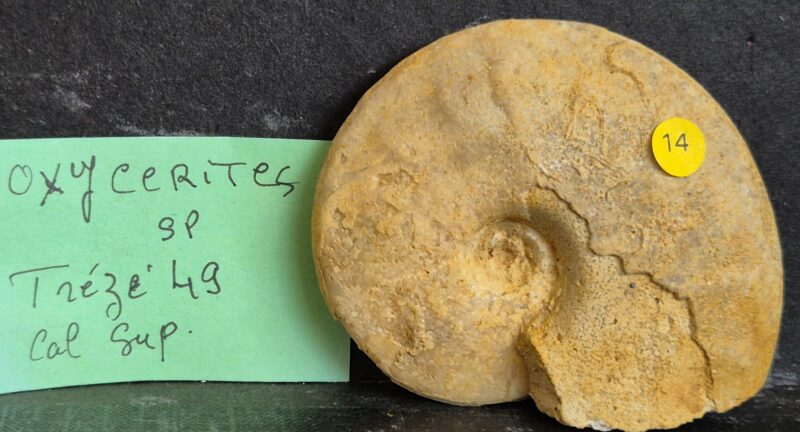 Oxycerites