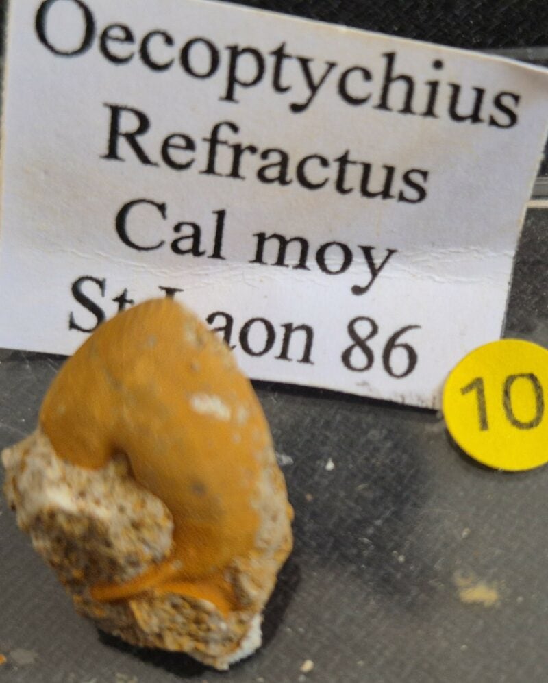 Oecoptychius refractus