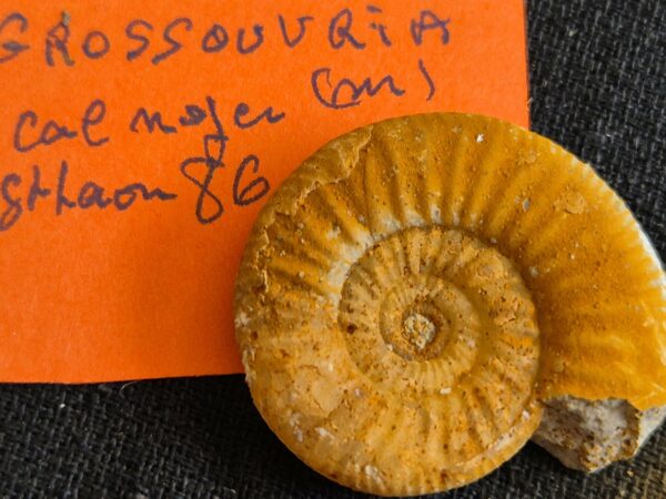 Grossouvria jurassique