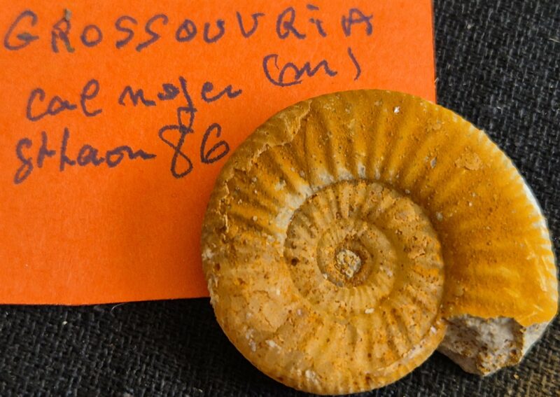 Grossouvria jurassique