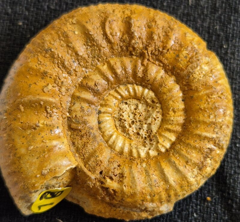 Grossouvria Callovien inférieur