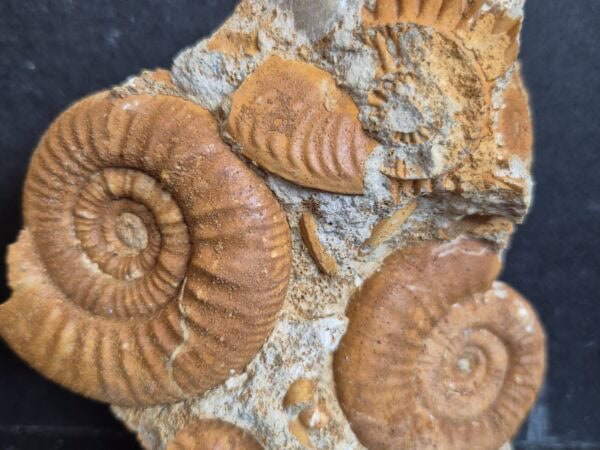Grossouvria curvicostata