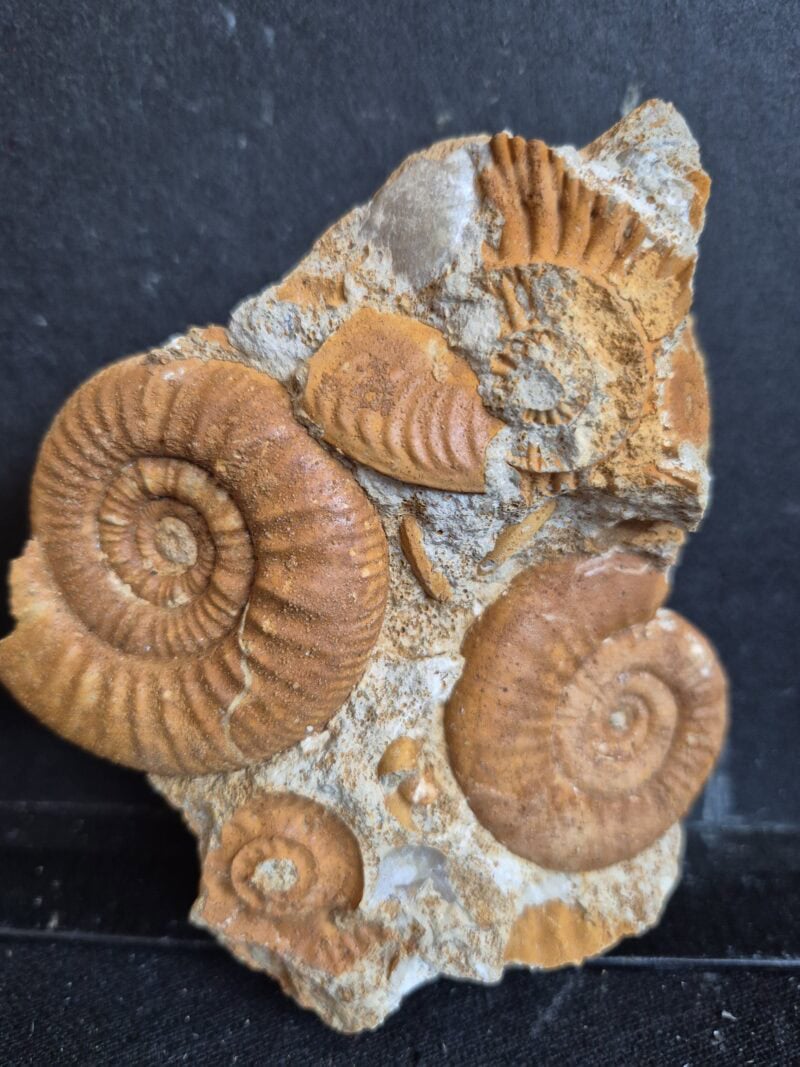 Grossouvria curvicostata