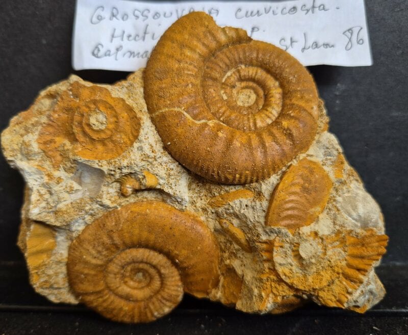 Grossouvria curvicostata