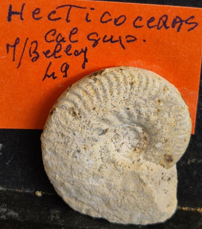 Hecticoceras sp