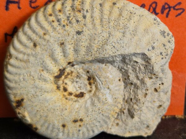 Hecticoceras sp
