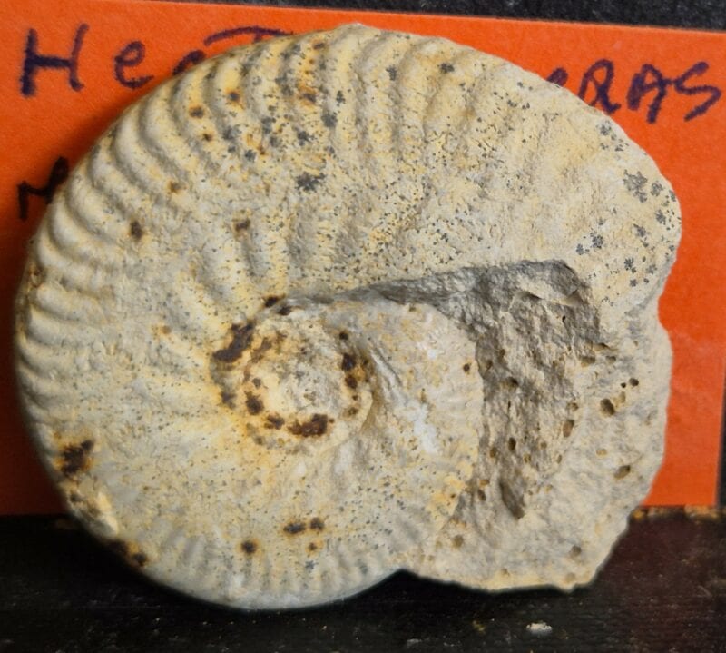 Hecticoceras sp