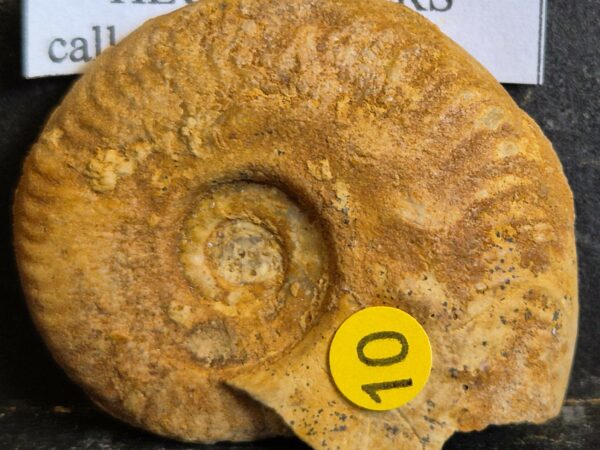 Hecticoceras