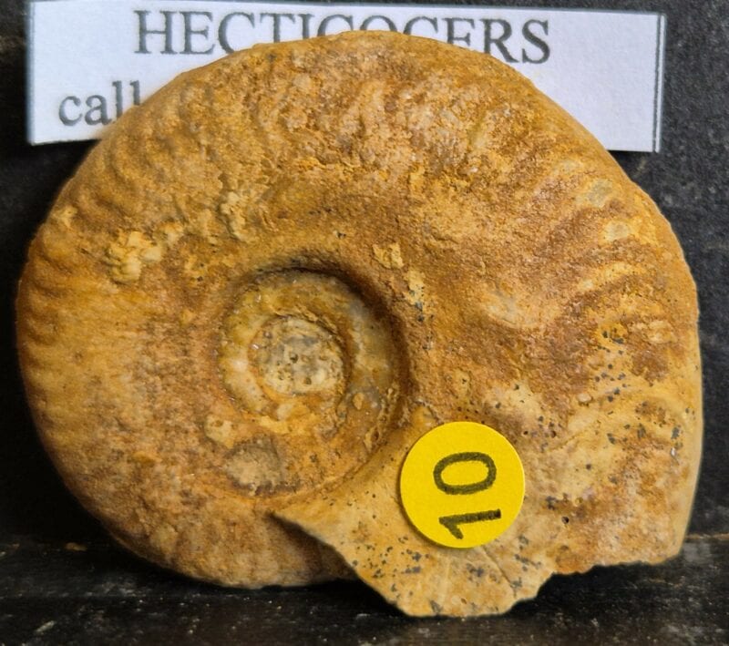 Hecticoceras