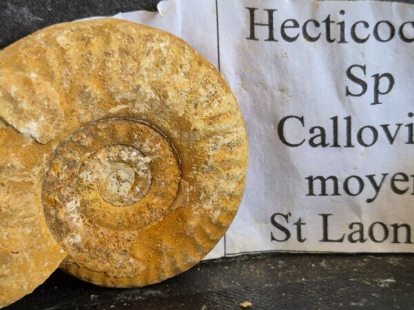 Hecticoceras1