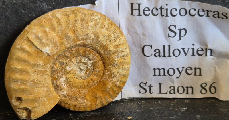 Hecticoceras1