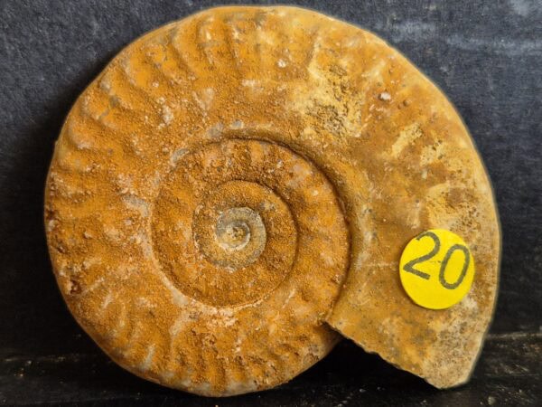 Hecticoceras2